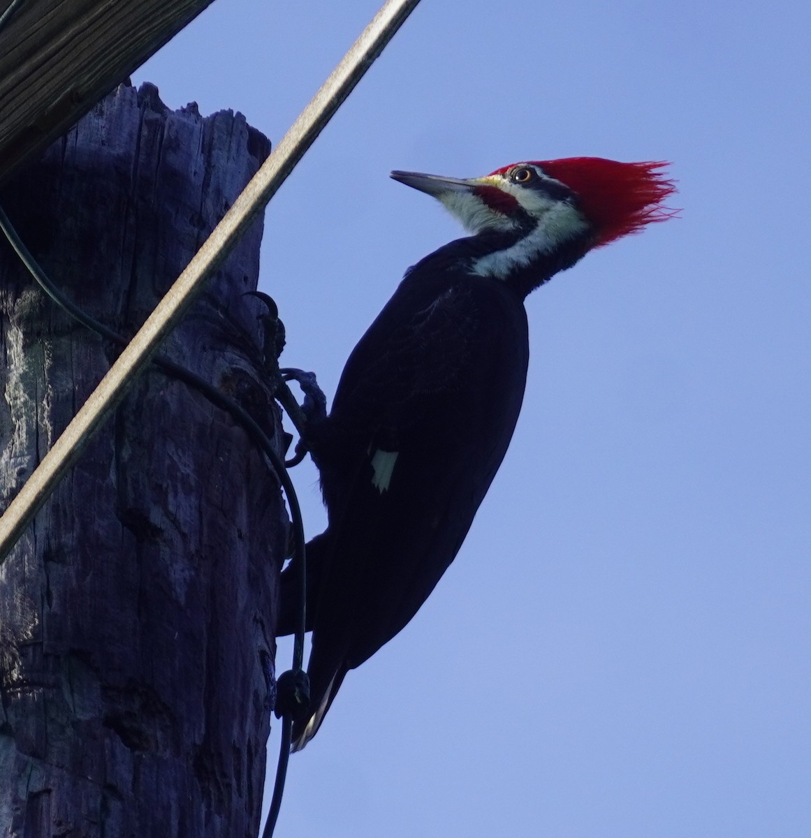 Pileated Woodpecker - ML645952581