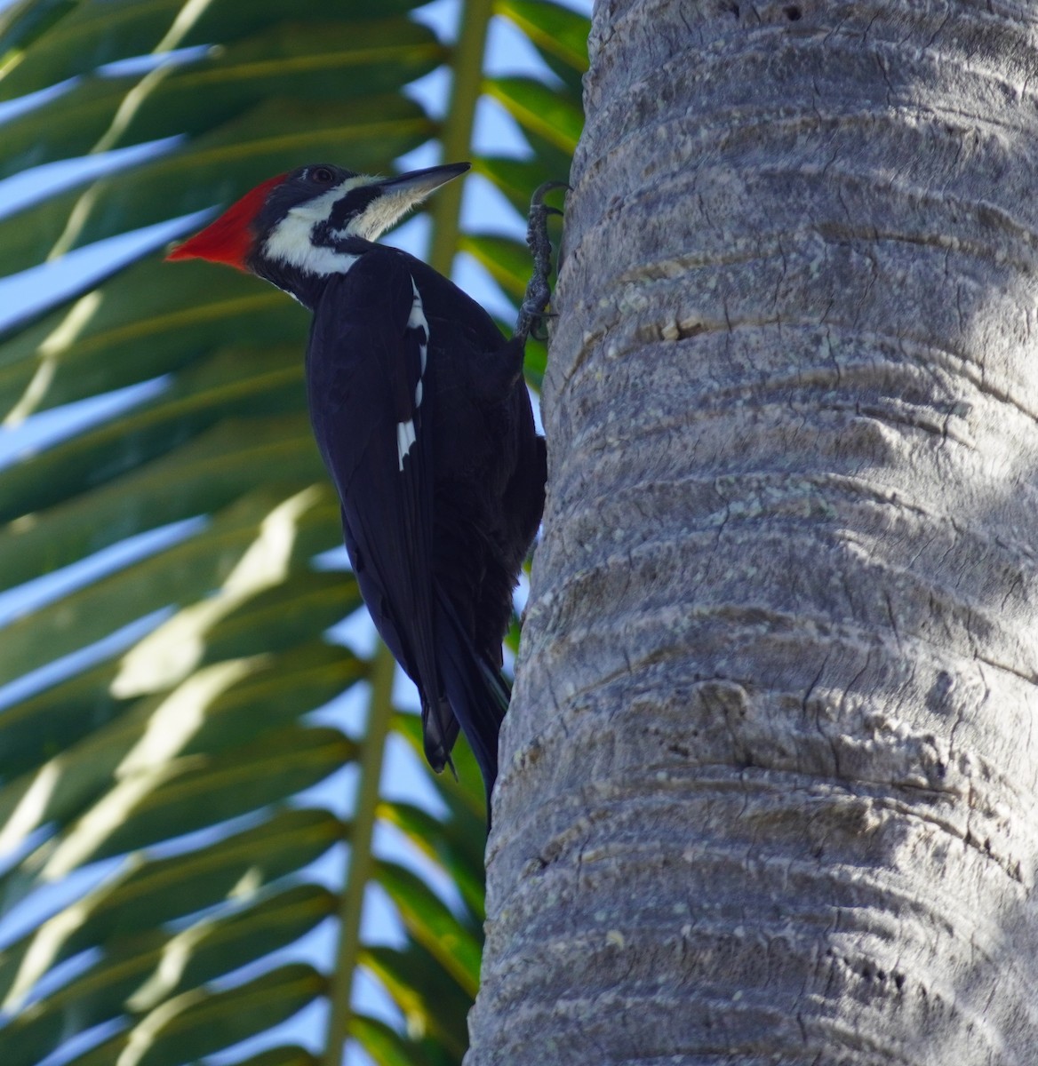 Pileated Woodpecker - ML645952582