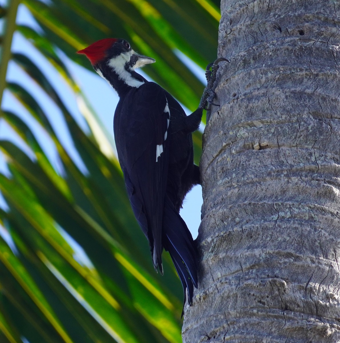 Pileated Woodpecker - ML645952583