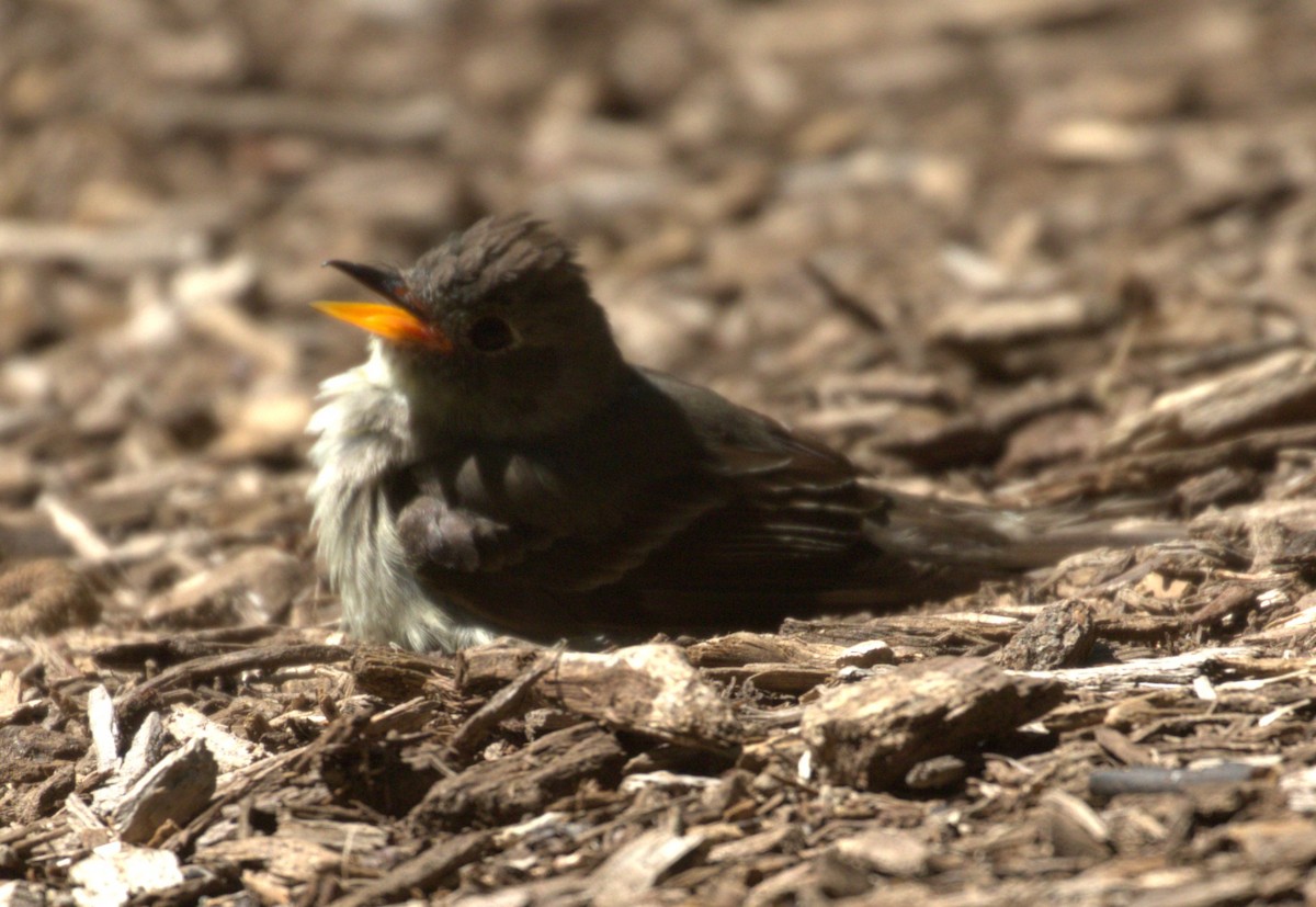 Eastern Wood-Pewee - ML645952586
