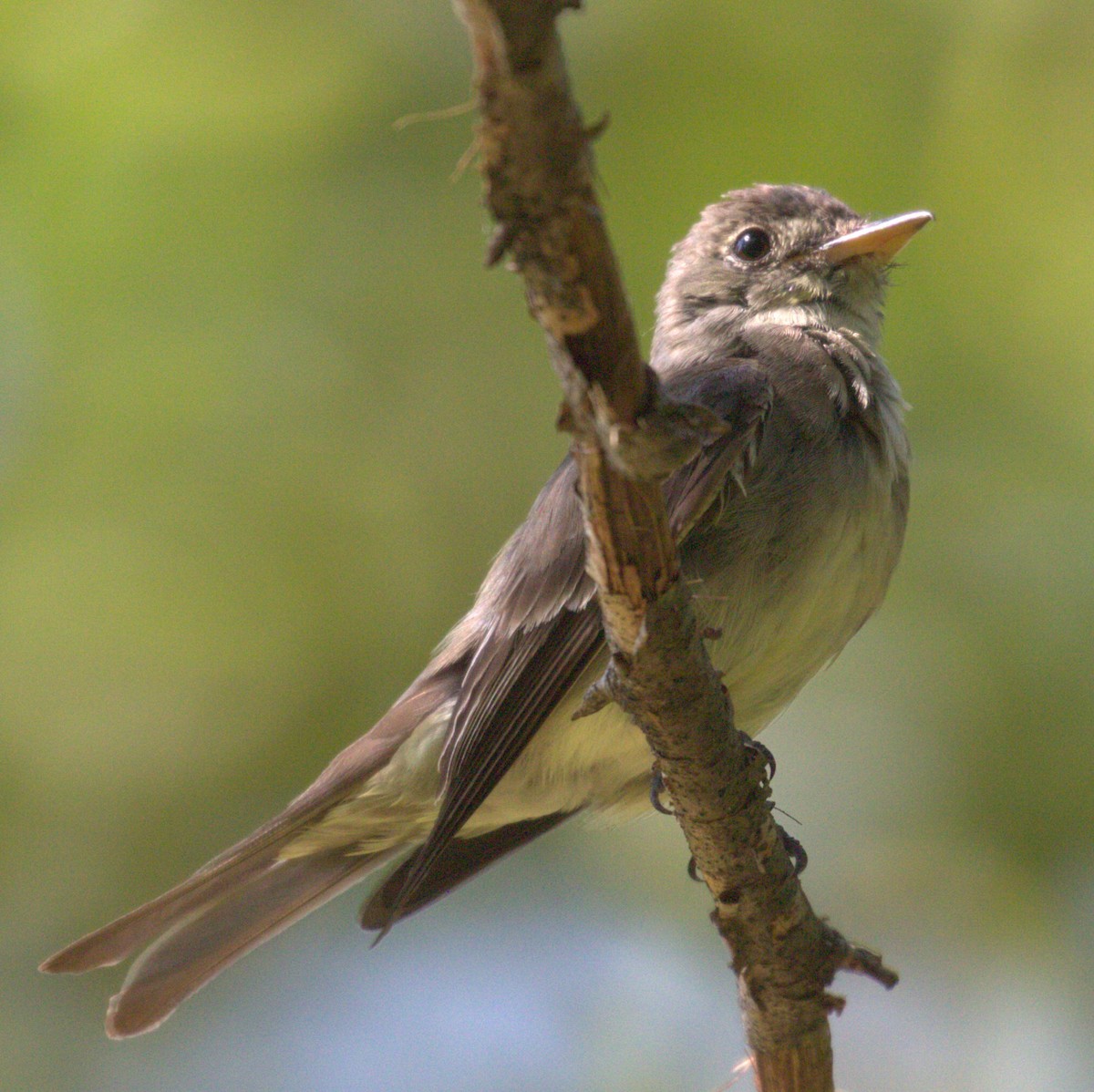 Eastern Wood-Pewee - ML645952589