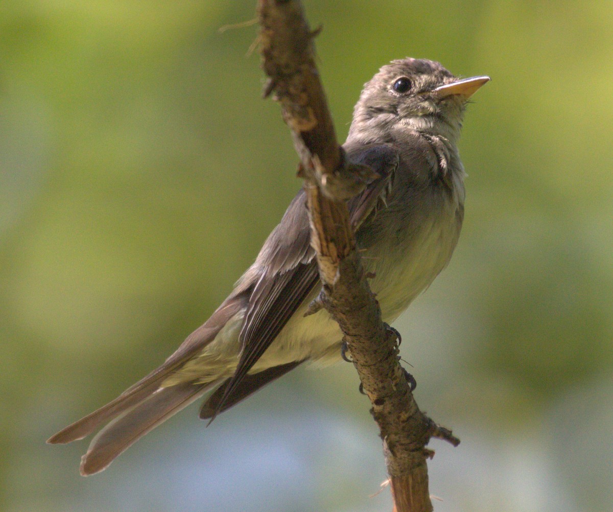 Eastern Wood-Pewee - ML645952593