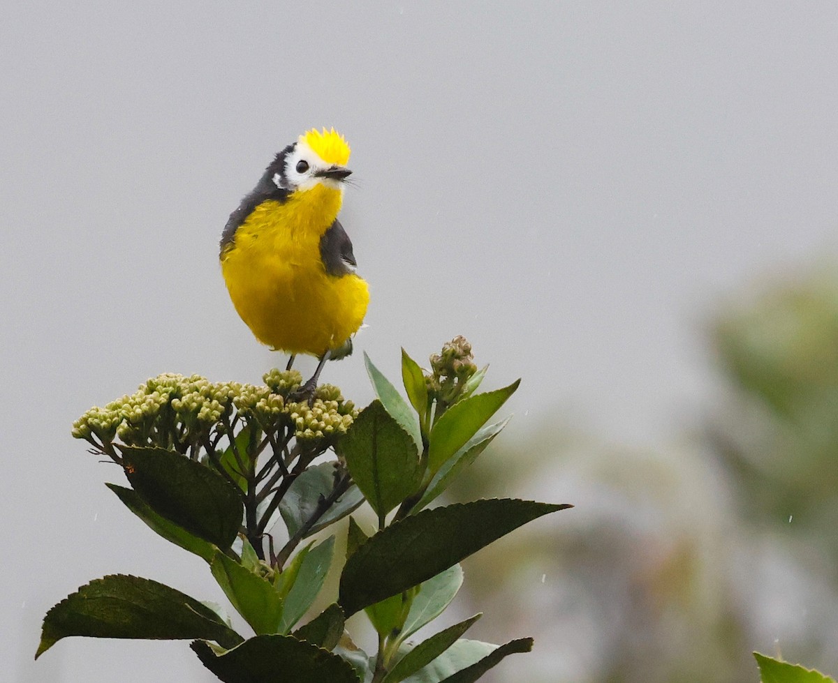 Golden-fronted Redstart - ML645952596