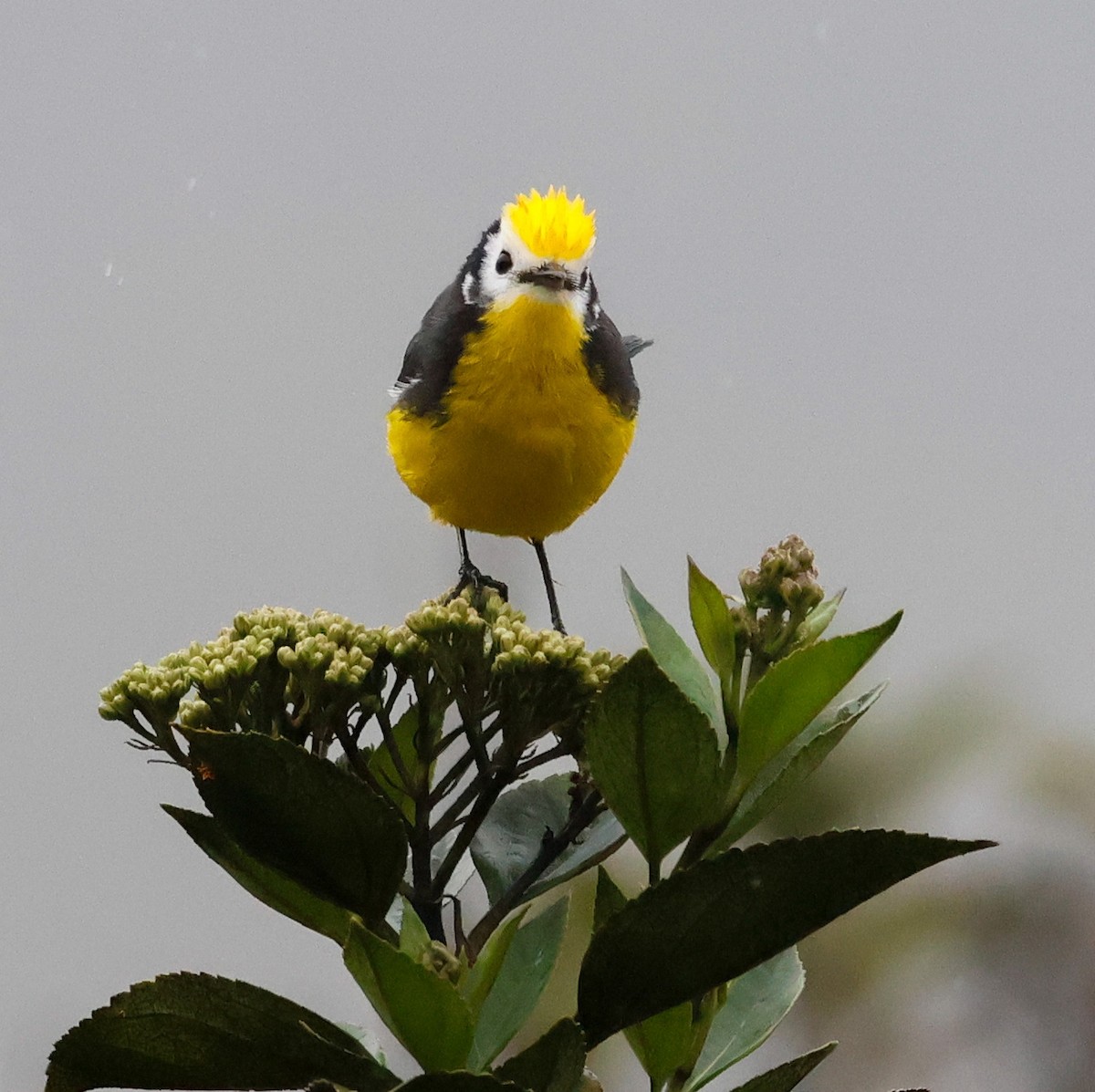 Golden-fronted Redstart - ML645952597