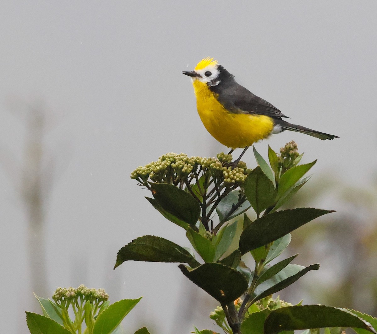 Golden-fronted Redstart - ML645952598