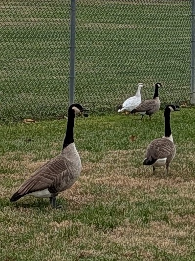 eBird Checklist - 27 Nov 2025 - Ohio River Trail--Schmidt Park - Turkey ...