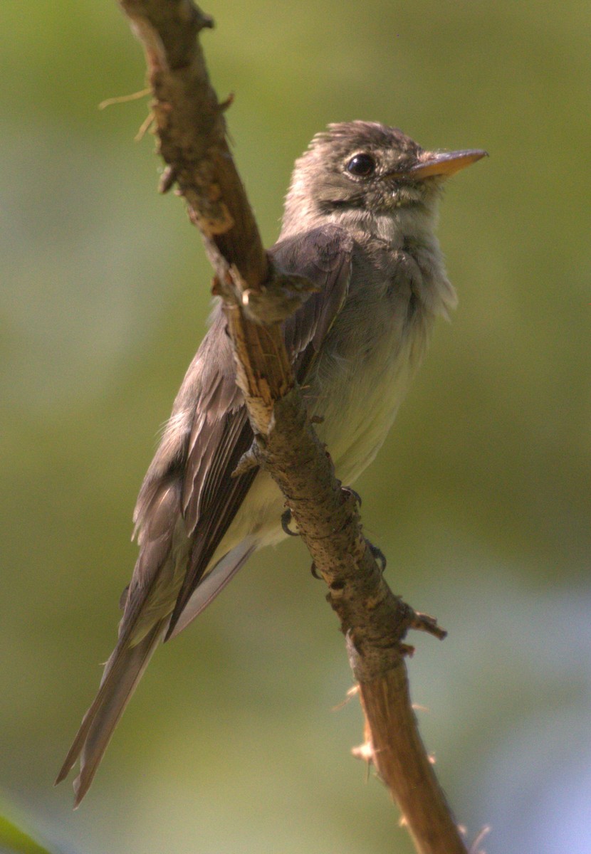 Eastern Wood-Pewee - ML645952600