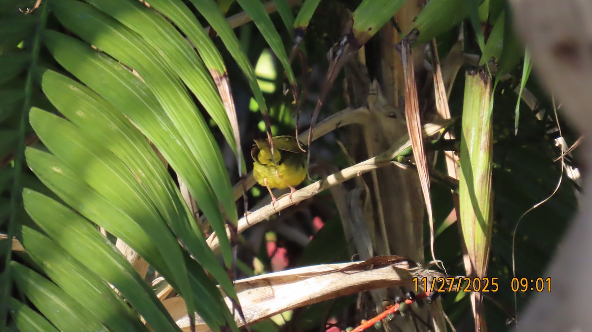 Kentucky Warbler - ML645952601