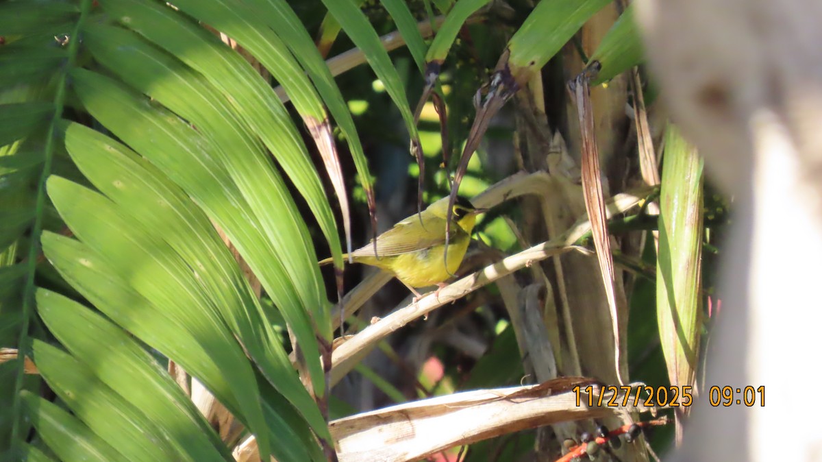 Kentucky Warbler - ML645952603