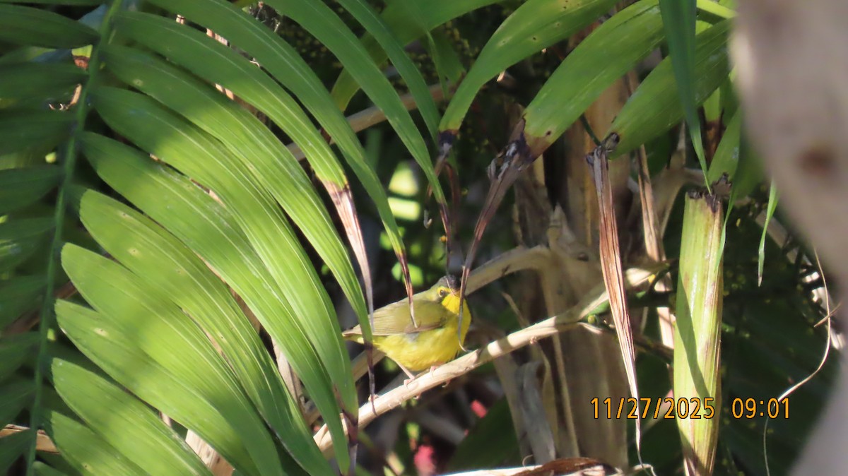 Kentucky Warbler - ML645952604