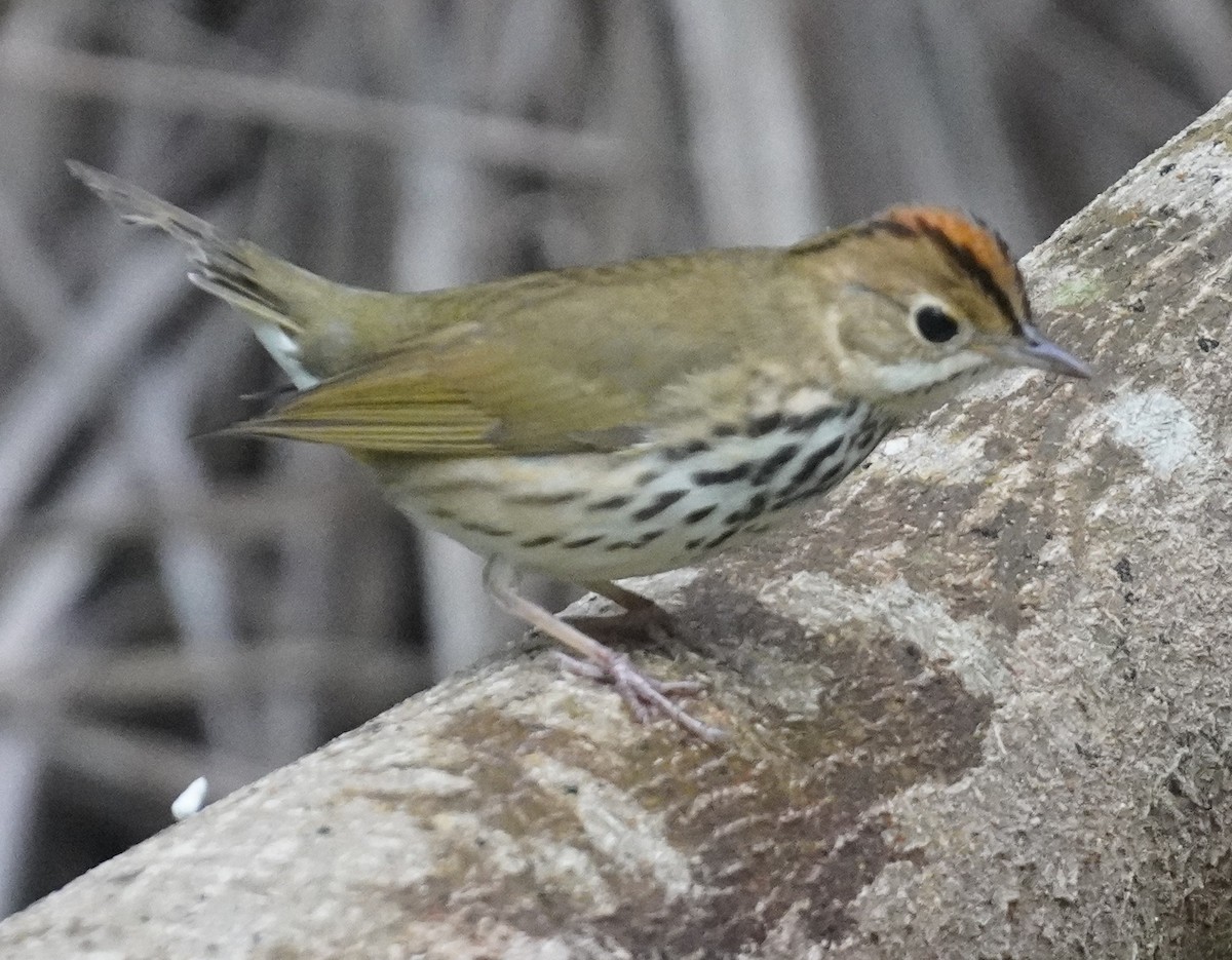 Ovenbird - ML645952607