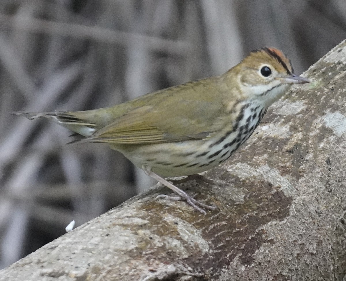 Ovenbird - ML645952608