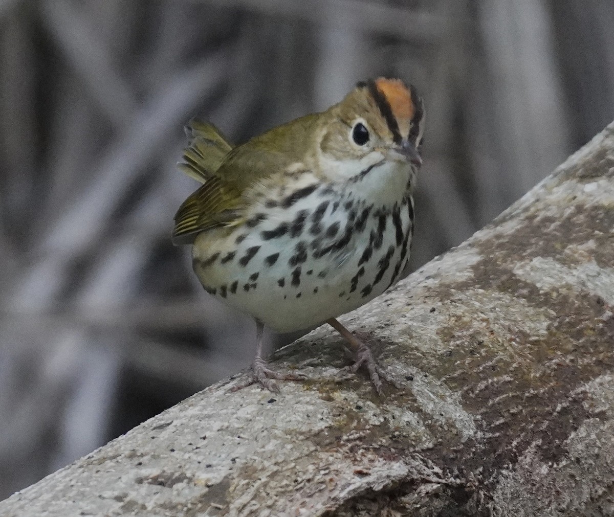 Ovenbird - ML645952609