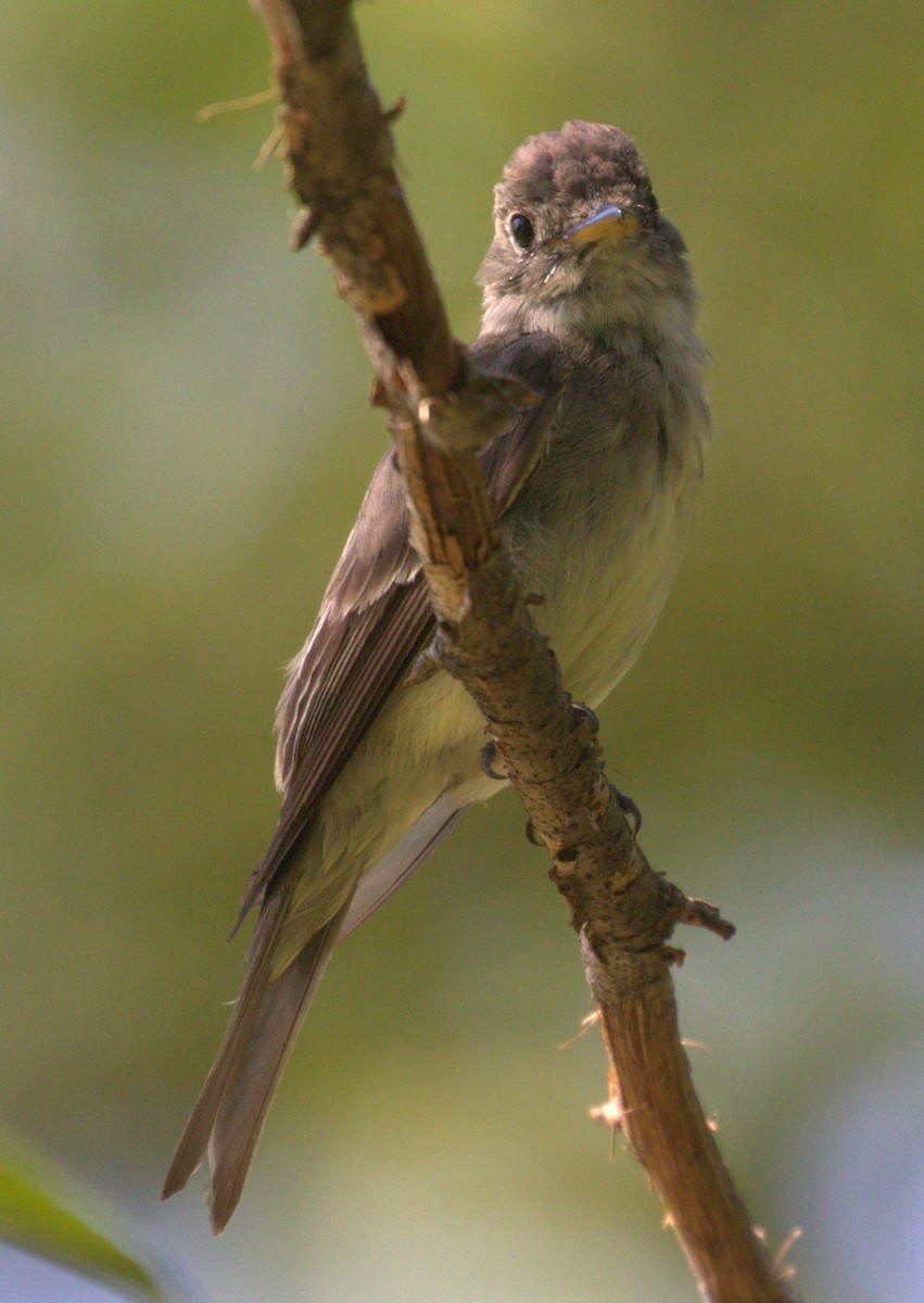 Eastern Wood-Pewee - ML645952610
