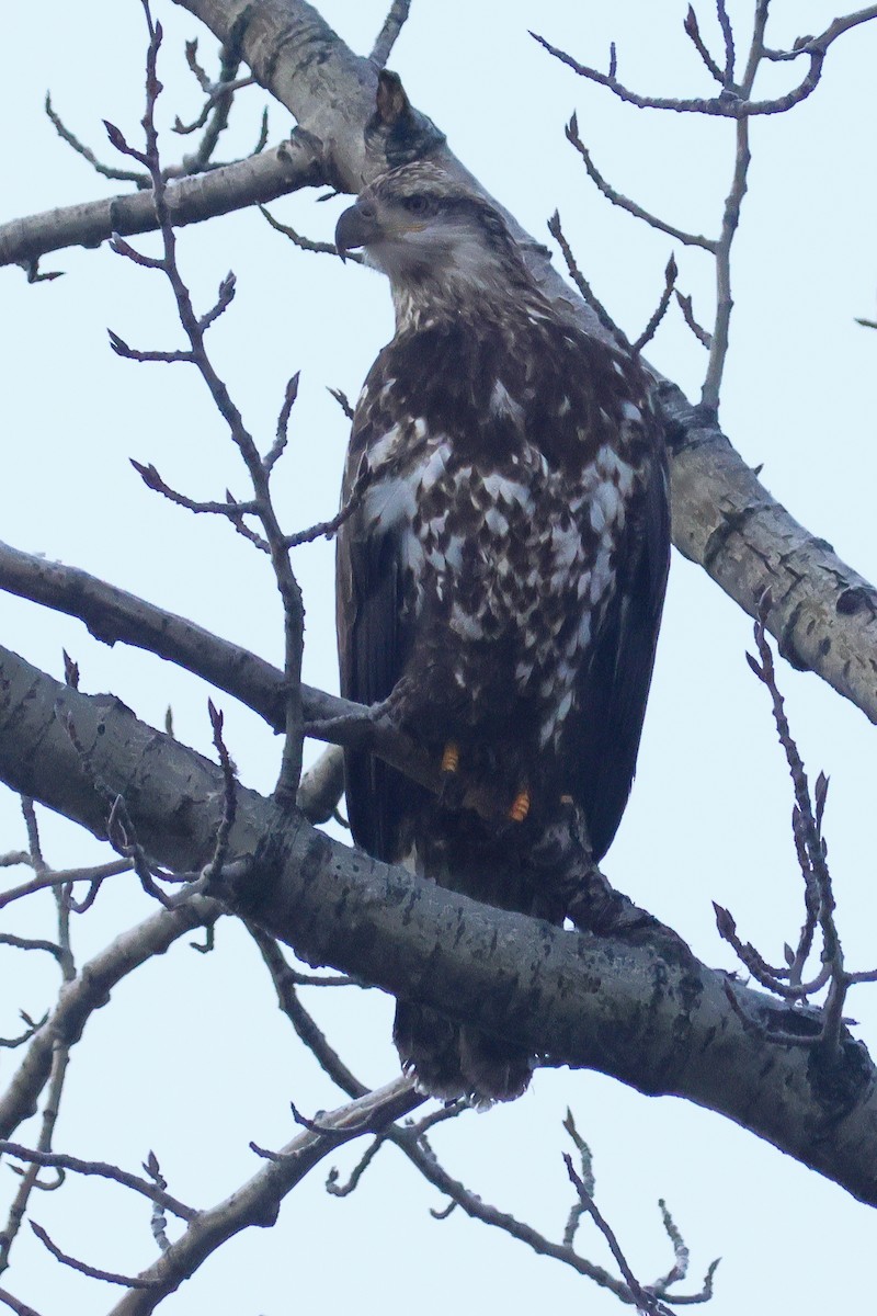 Bald Eagle - ML645952611