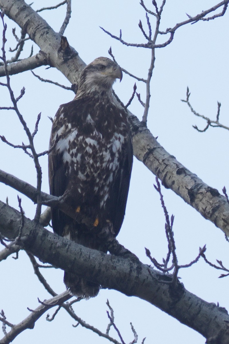 Bald Eagle - ML645952612