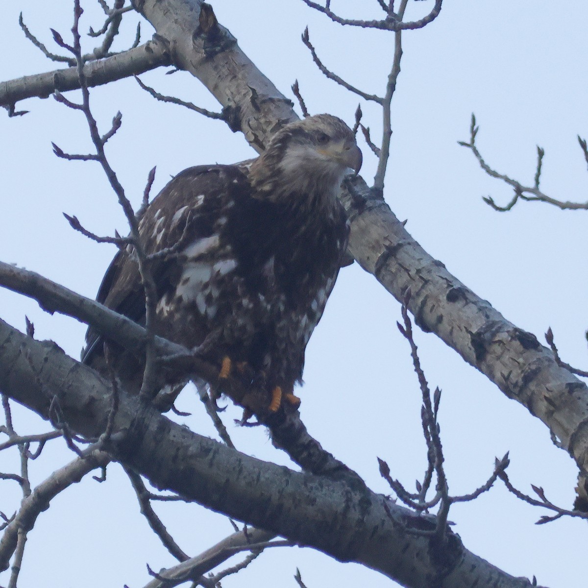Bald Eagle - ML645952613