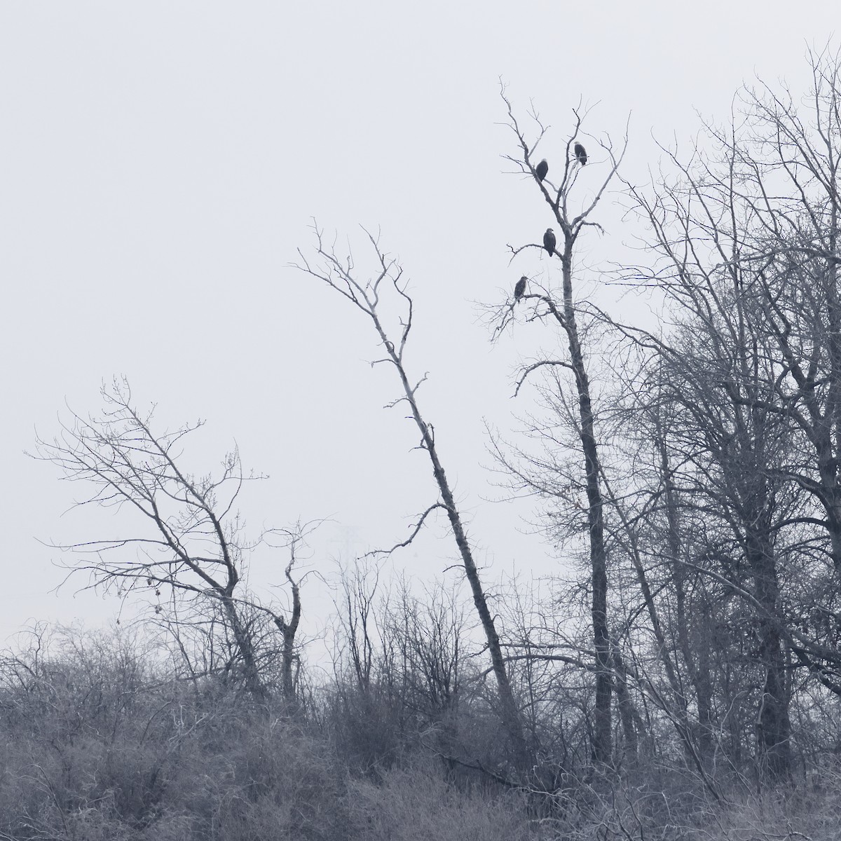 Bald Eagle - ML645952614