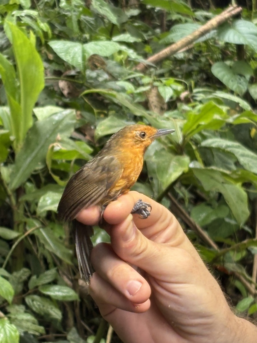 Riparian Antbird - ML645952615