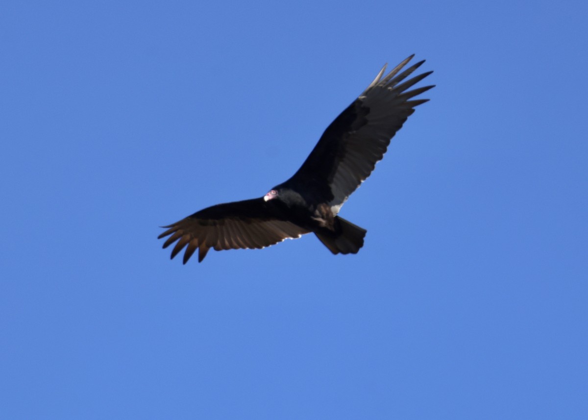 Turkey Vulture - ML645952616