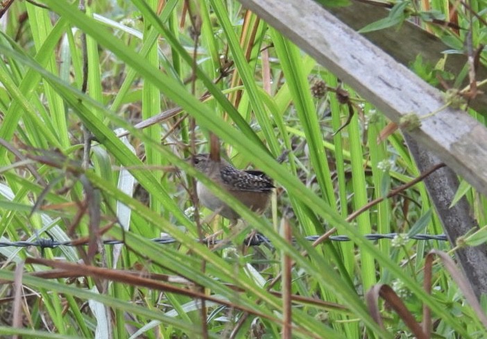 Sedge Wren - ML645952617