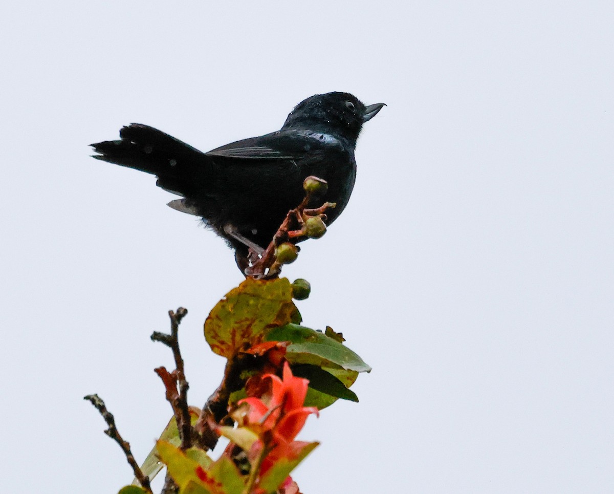 Glossy Flowerpiercer - ML645952620