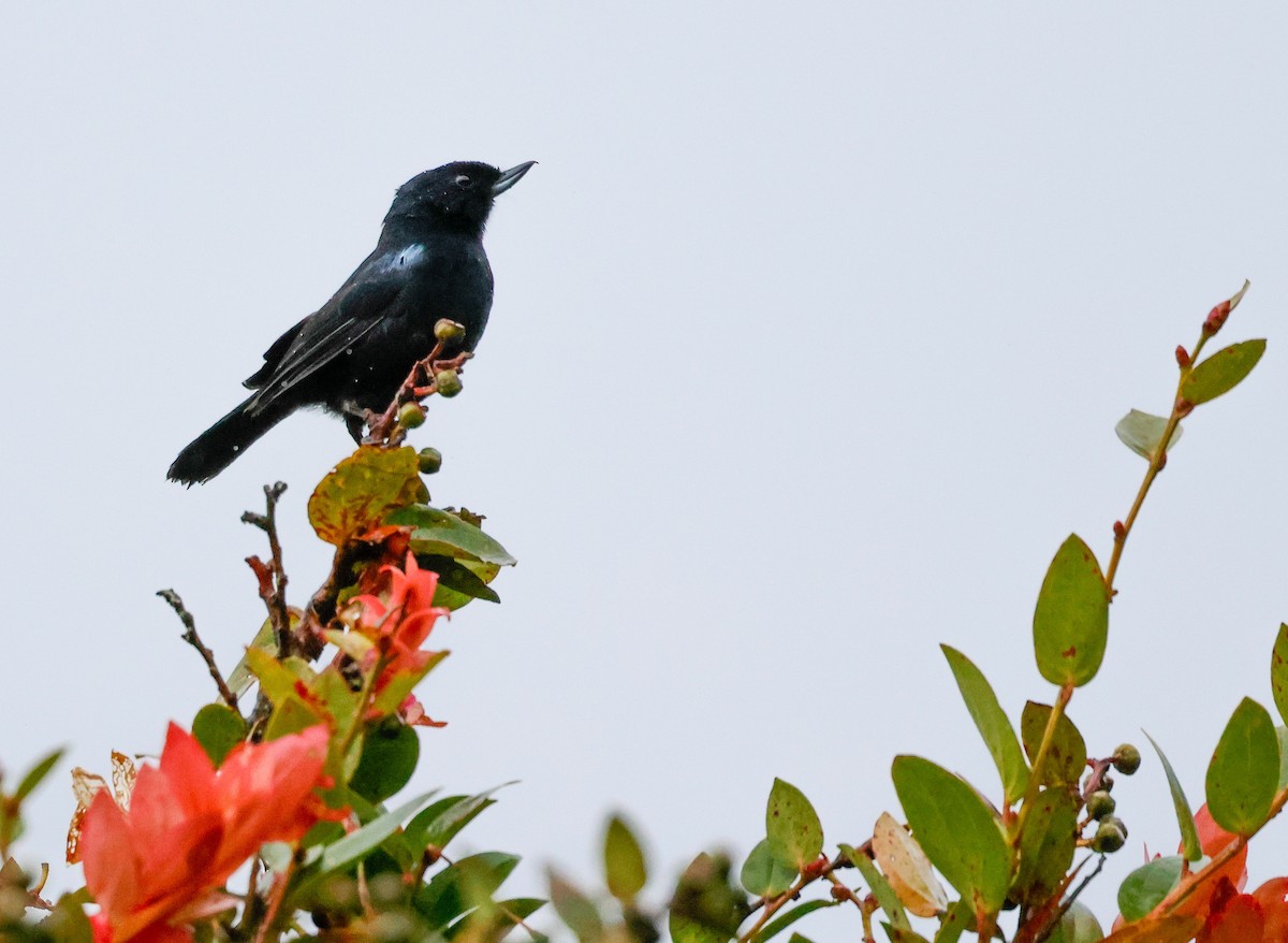 Glossy Flowerpiercer - ML645952621