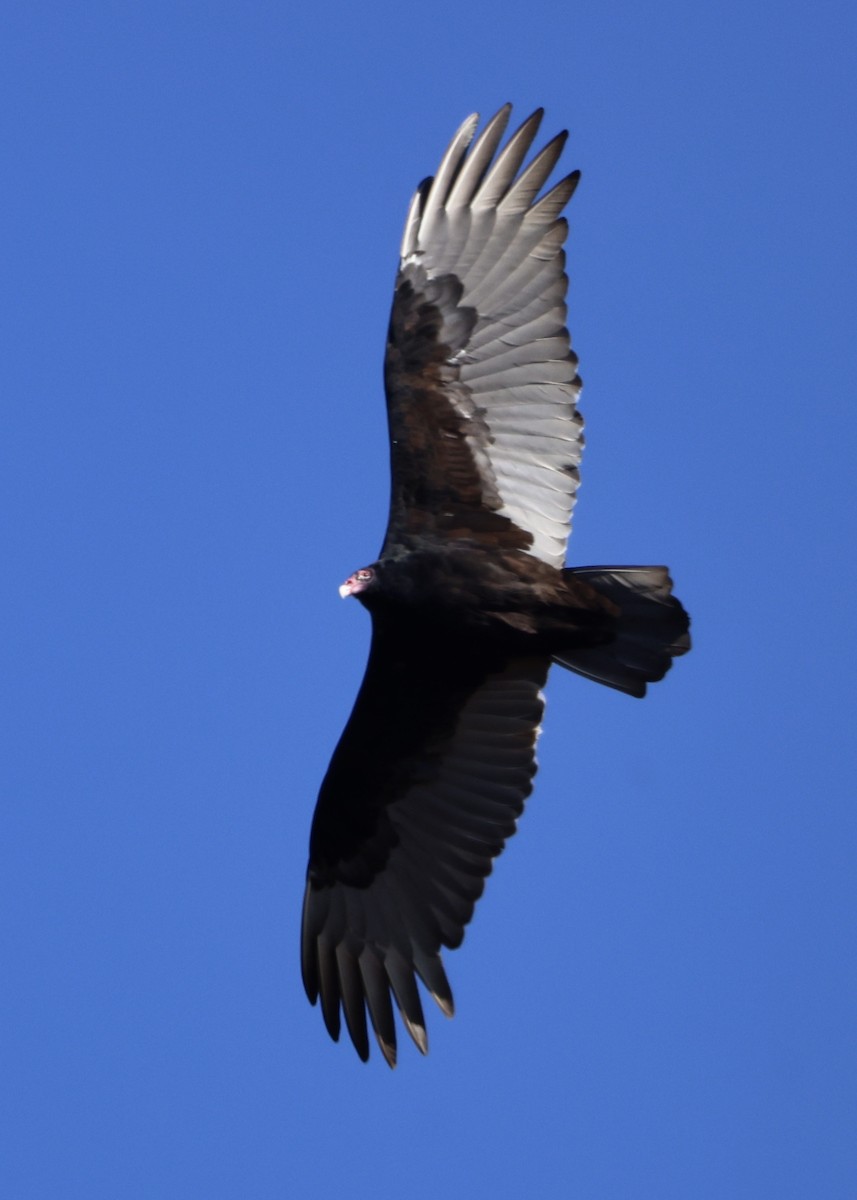 Turkey Vulture - ML645952622