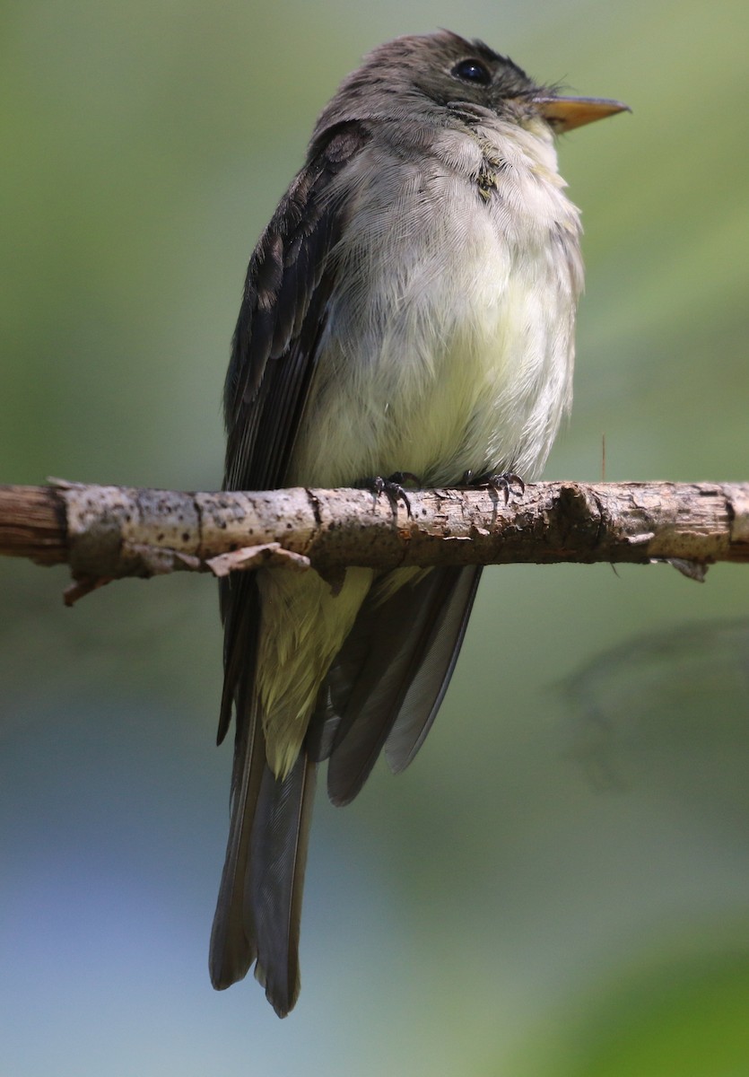 Eastern Wood-Pewee - ML645952623