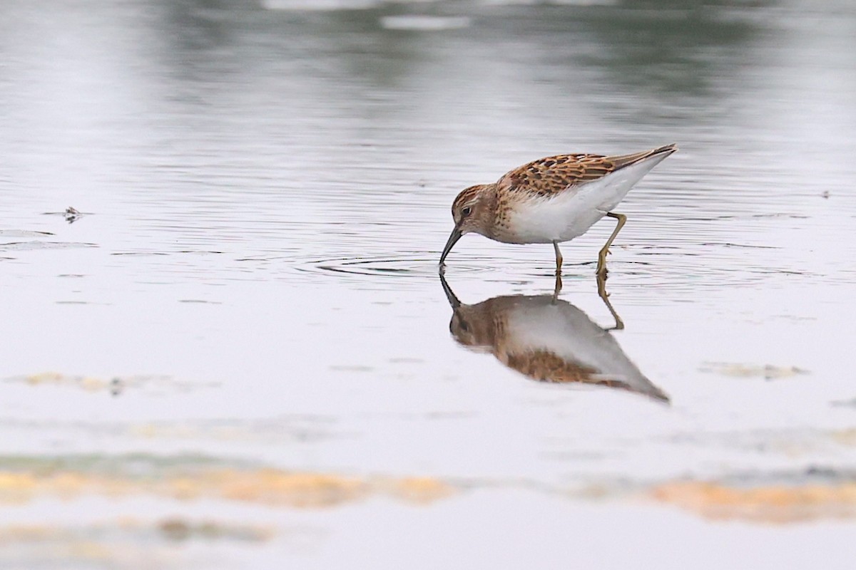 Least Sandpiper - ML645952631