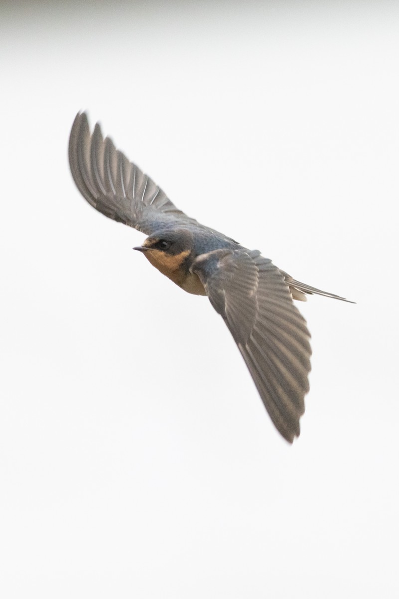 Barn Swallow - ML645952636