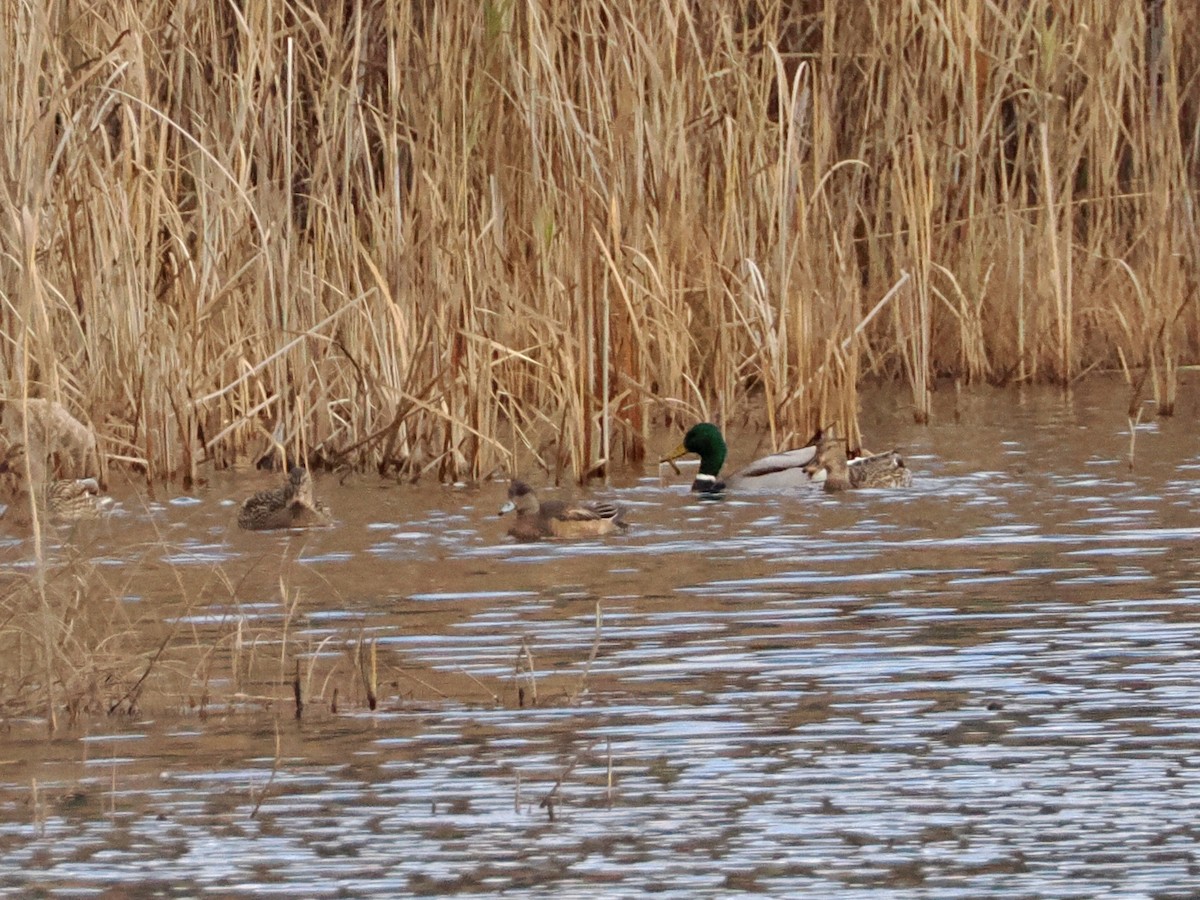American Wigeon - ML645952637