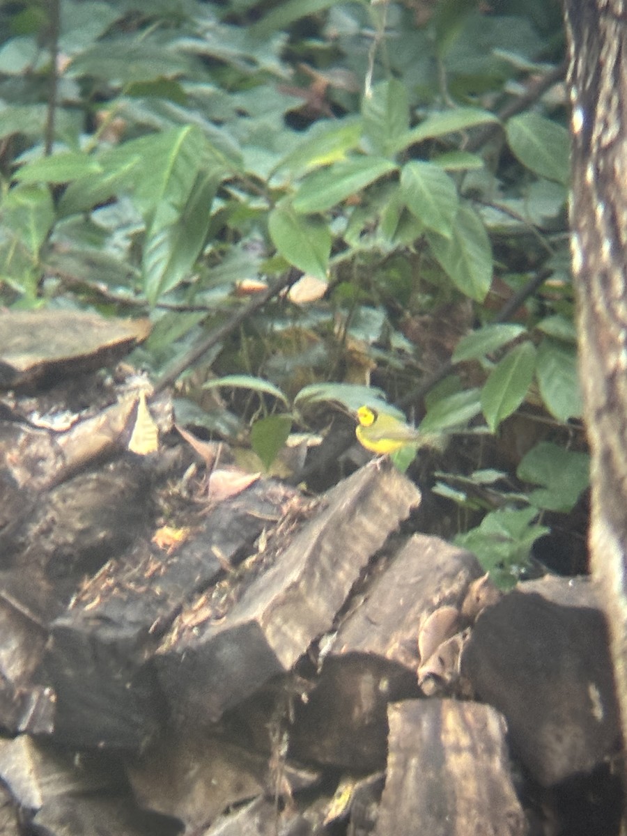 Болотянка чорногорла - ML645952645