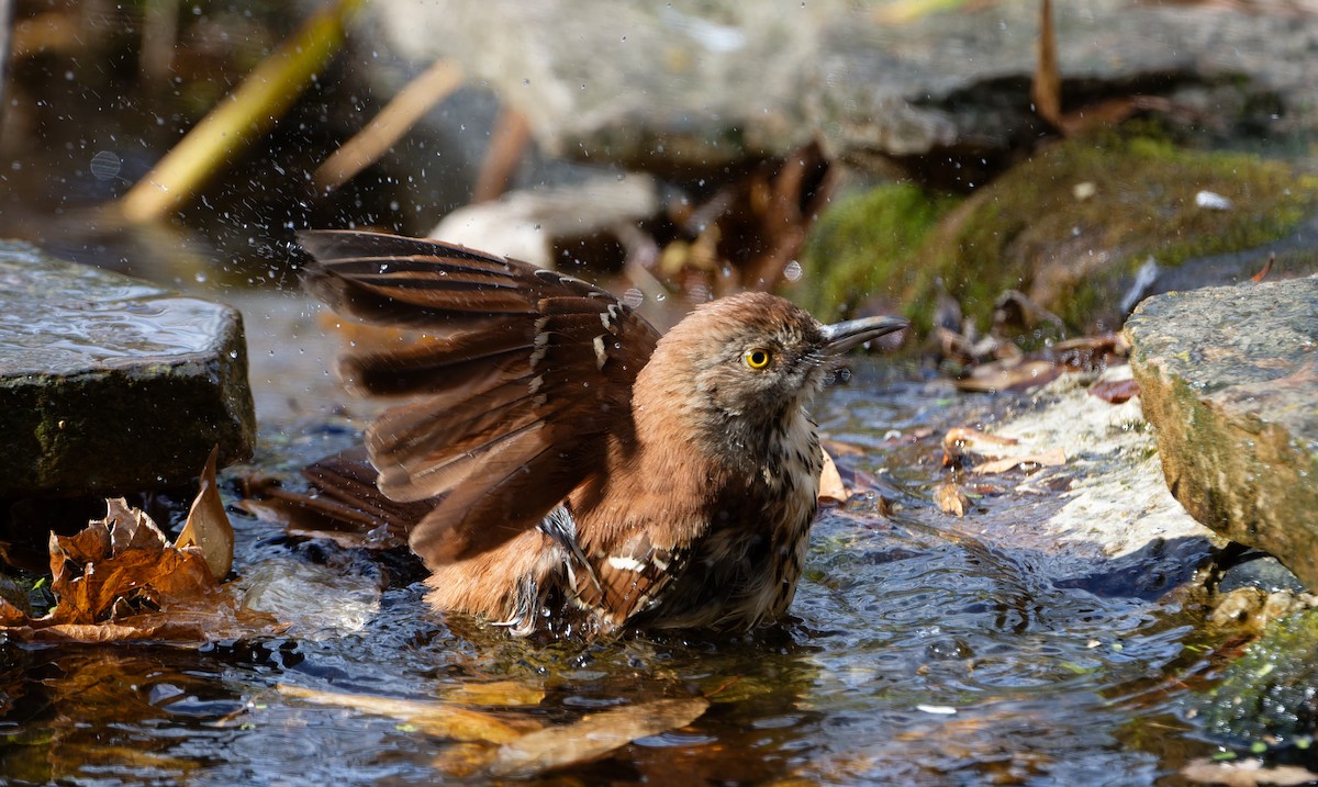 דשוש חום - ML645952646