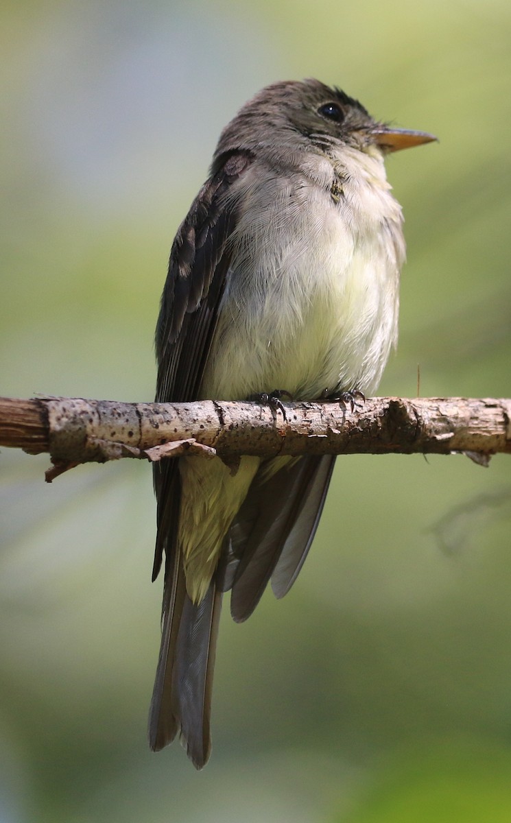 Eastern Wood-Pewee - ML645952648