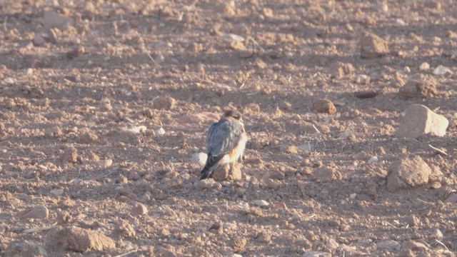 Підсоколик малий - ML645952649