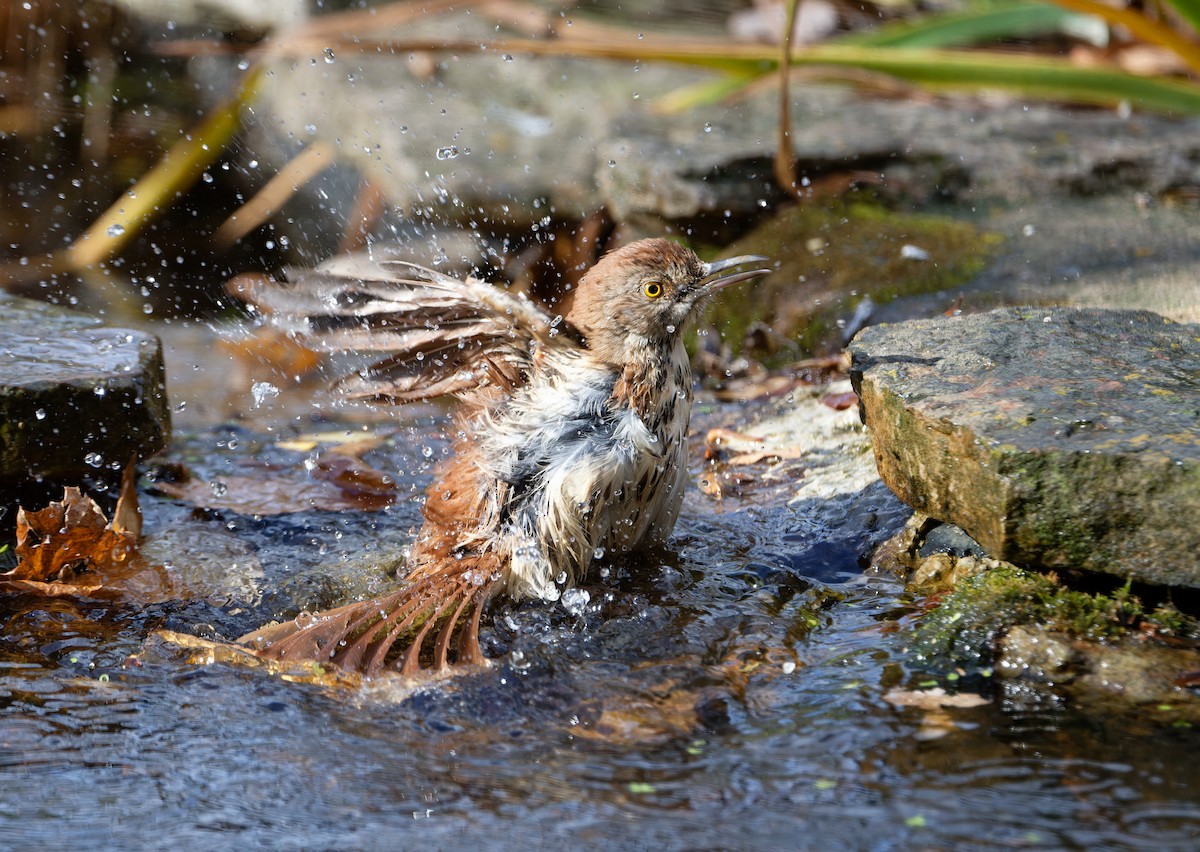 Brown Thrasher - ML645952652