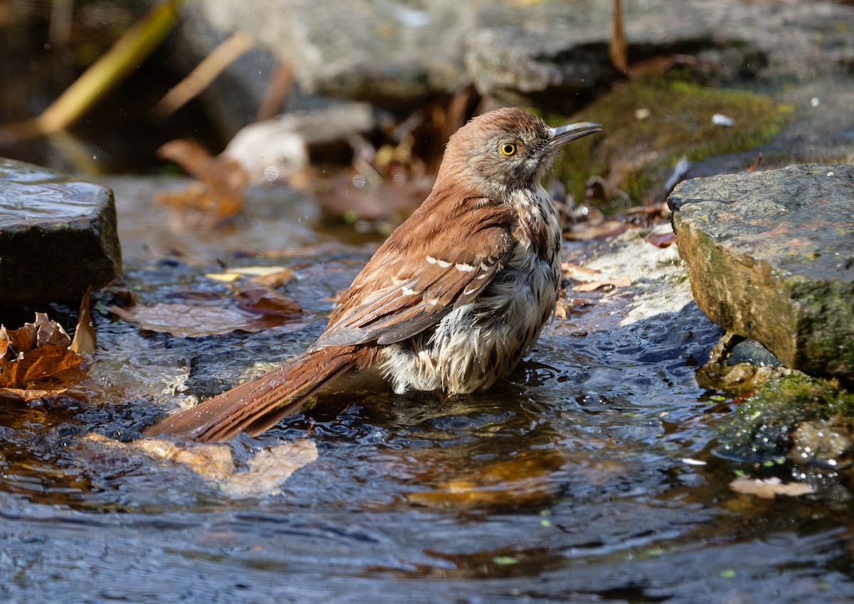 דשוש חום - ML645952655