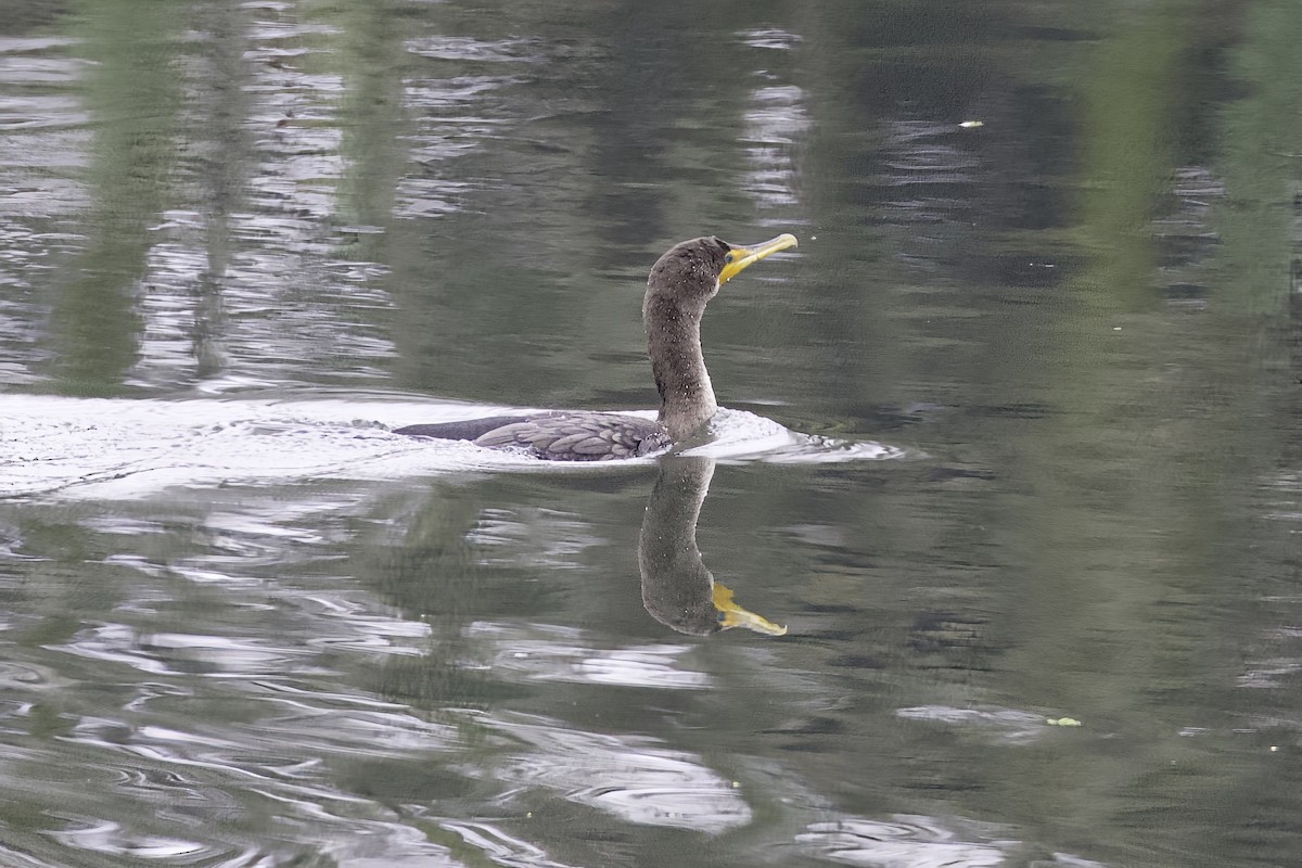 totoppskarv - ML645952656