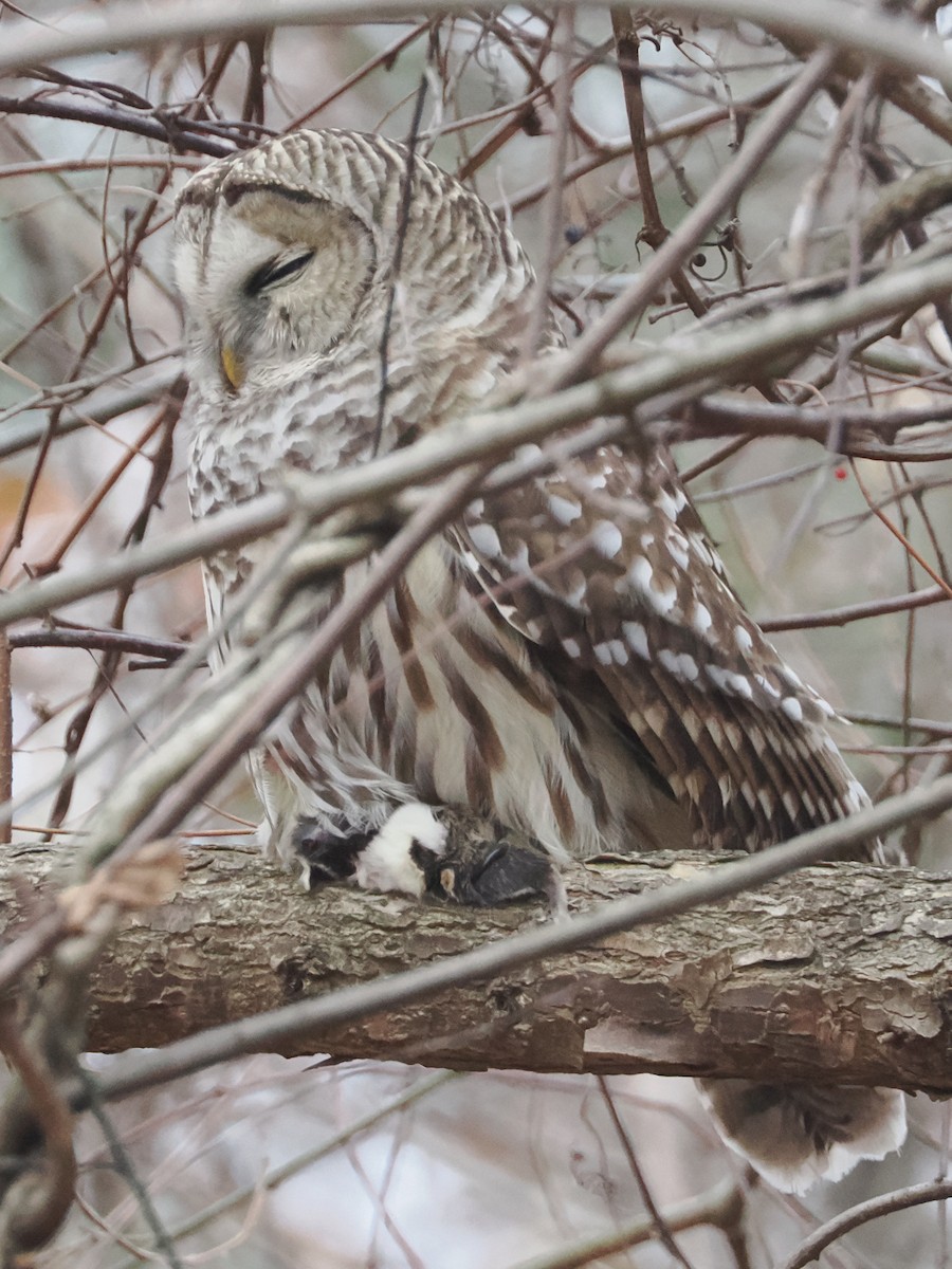 Barred Owl - ML645952660