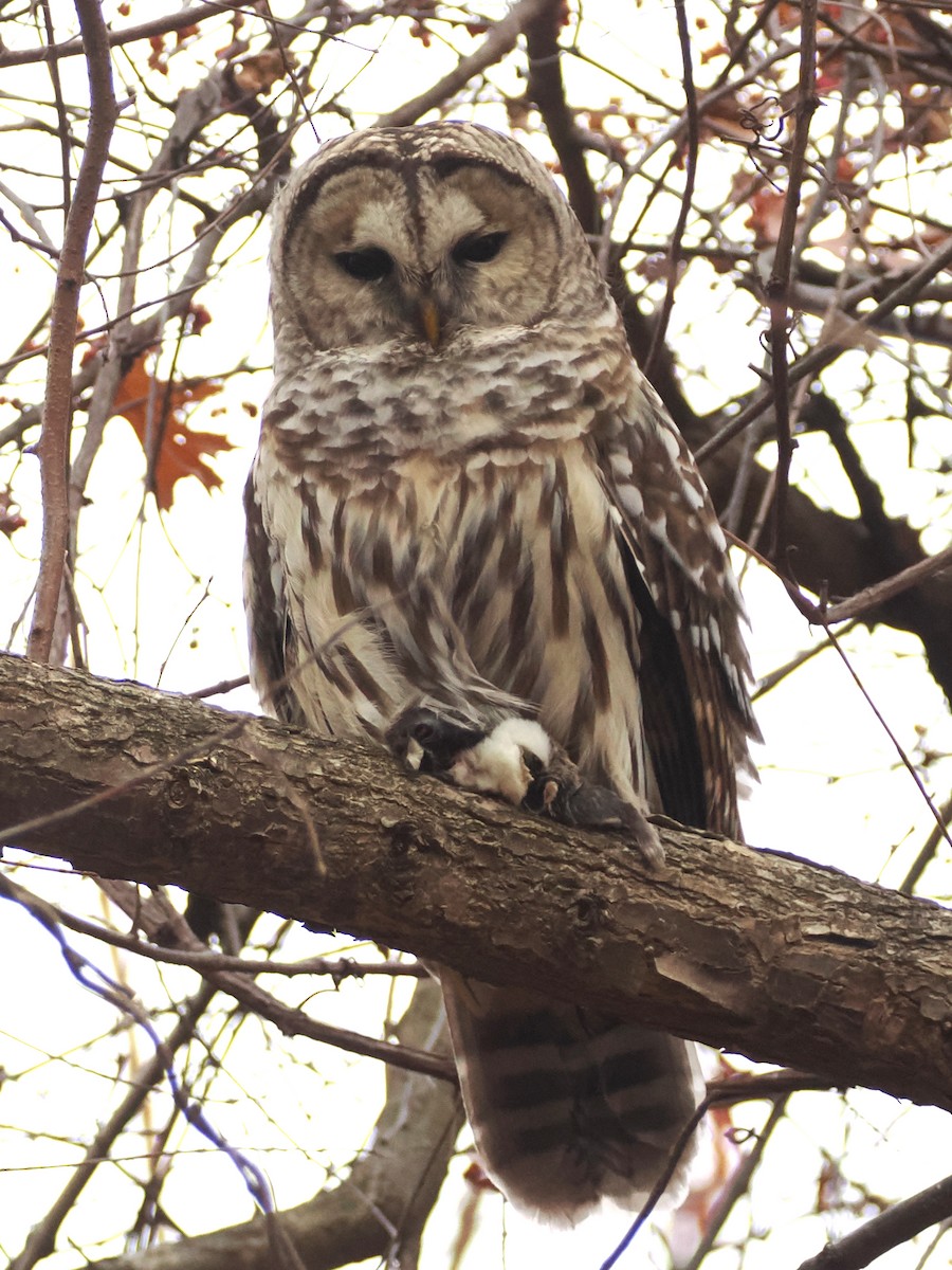 Barred Owl - ML645952661