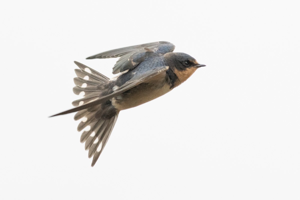 Ластівка сільська - ML645952663