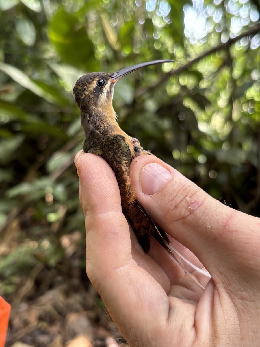 Ерміт білогорлий - ML645952664