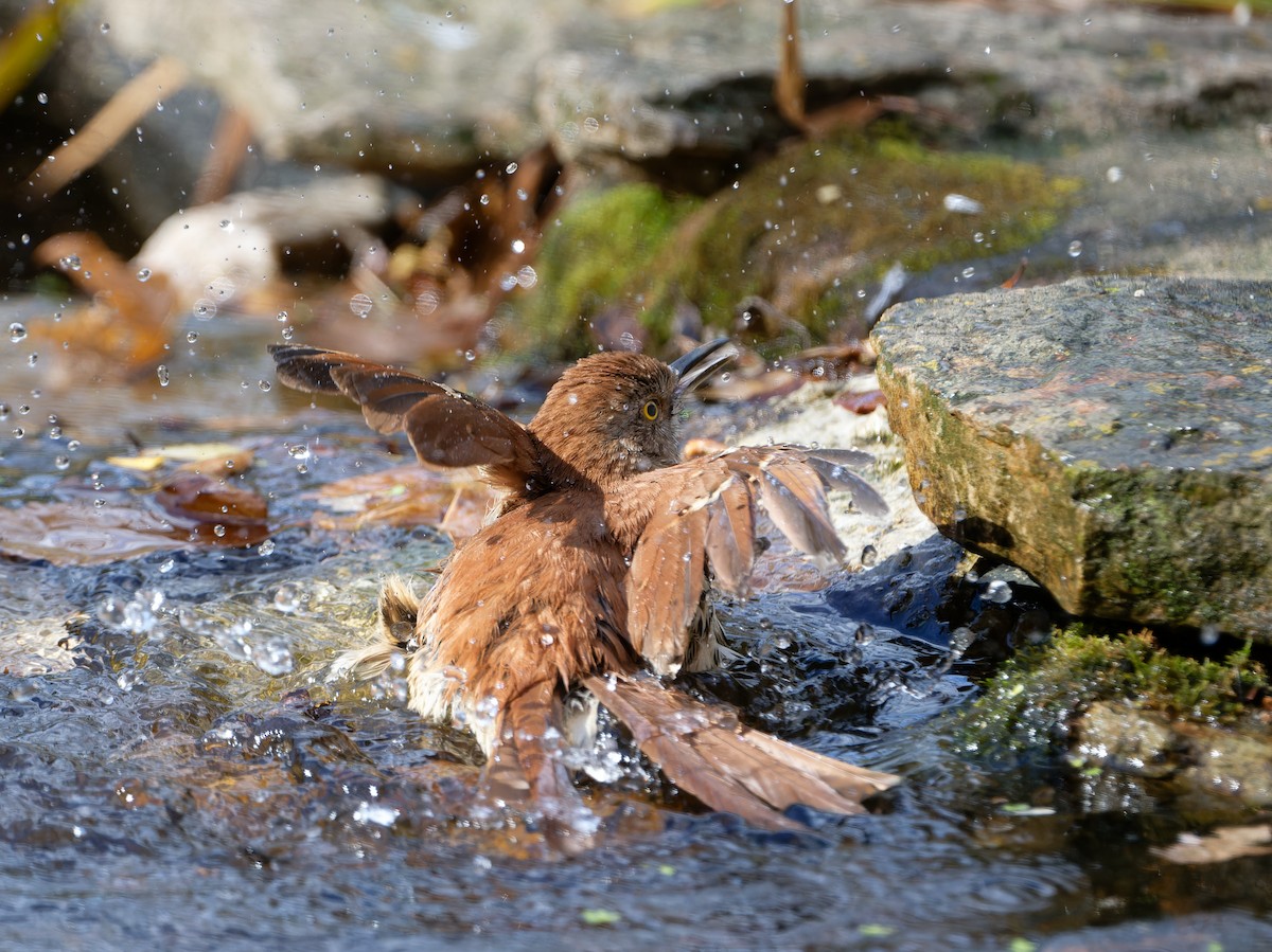 דשוש חום - ML645952665