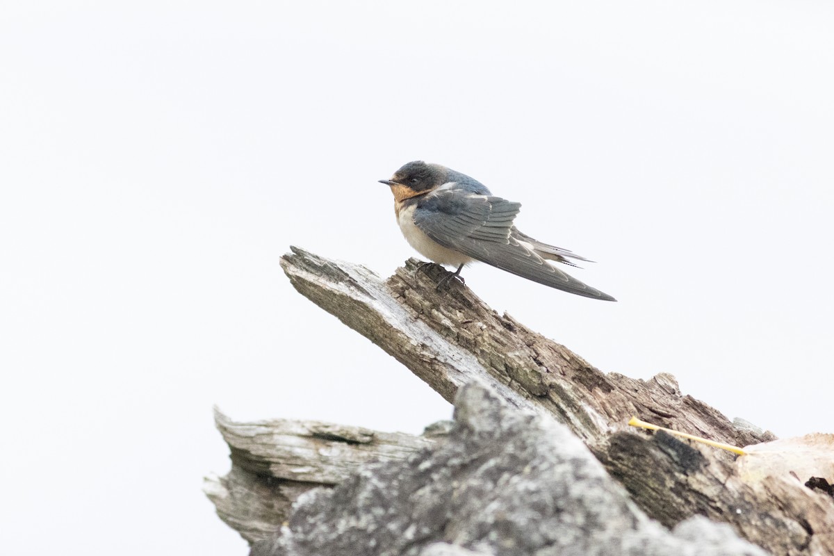 Ластівка сільська - ML645952667