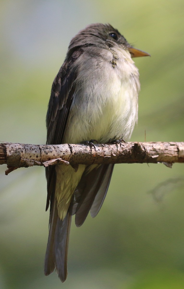 Eastern Wood-Pewee - ML645952672
