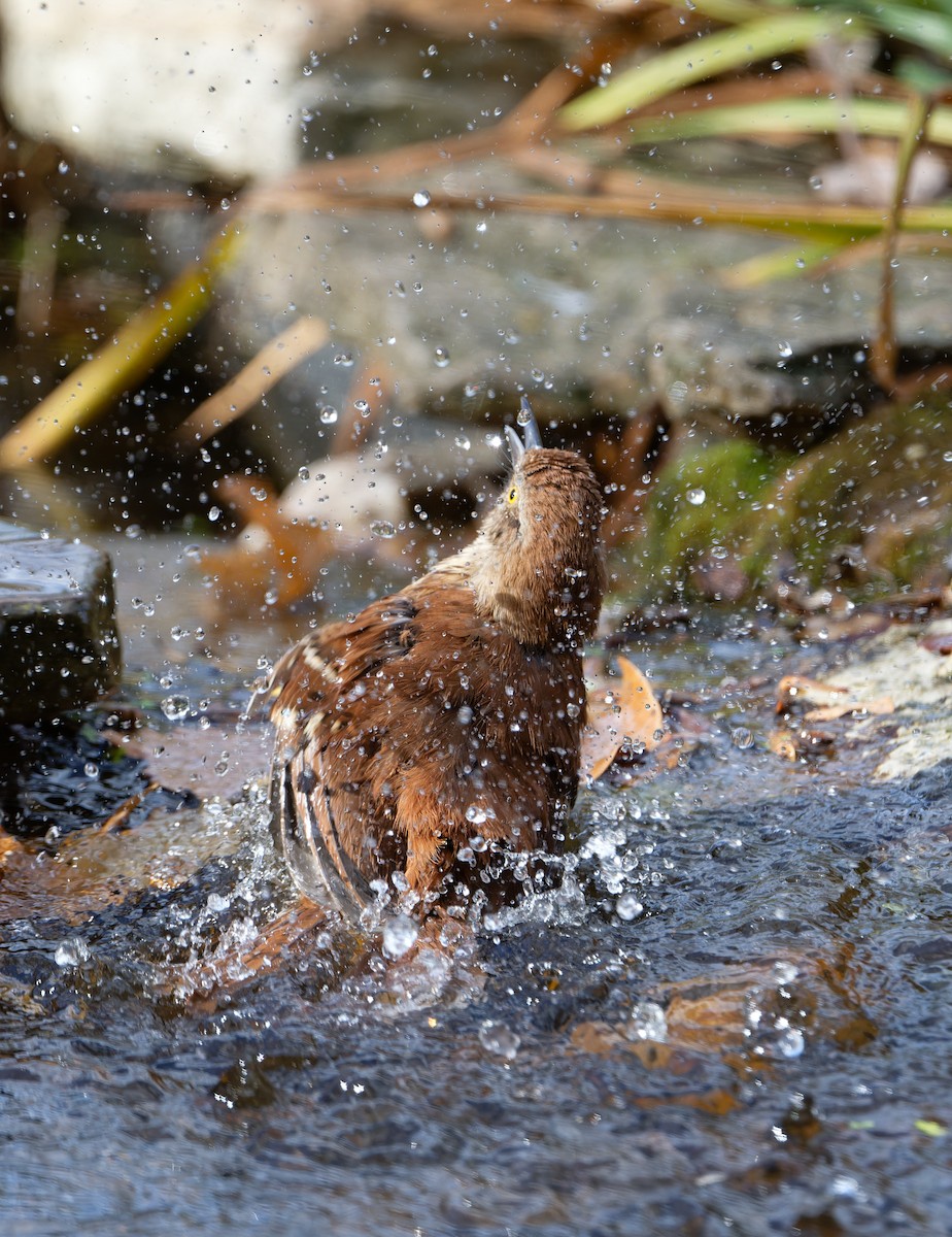 דשוש חום - ML645952673