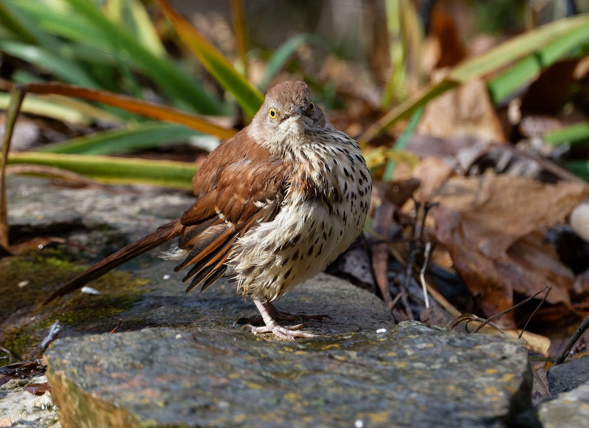 דשוש חום - ML645952674
