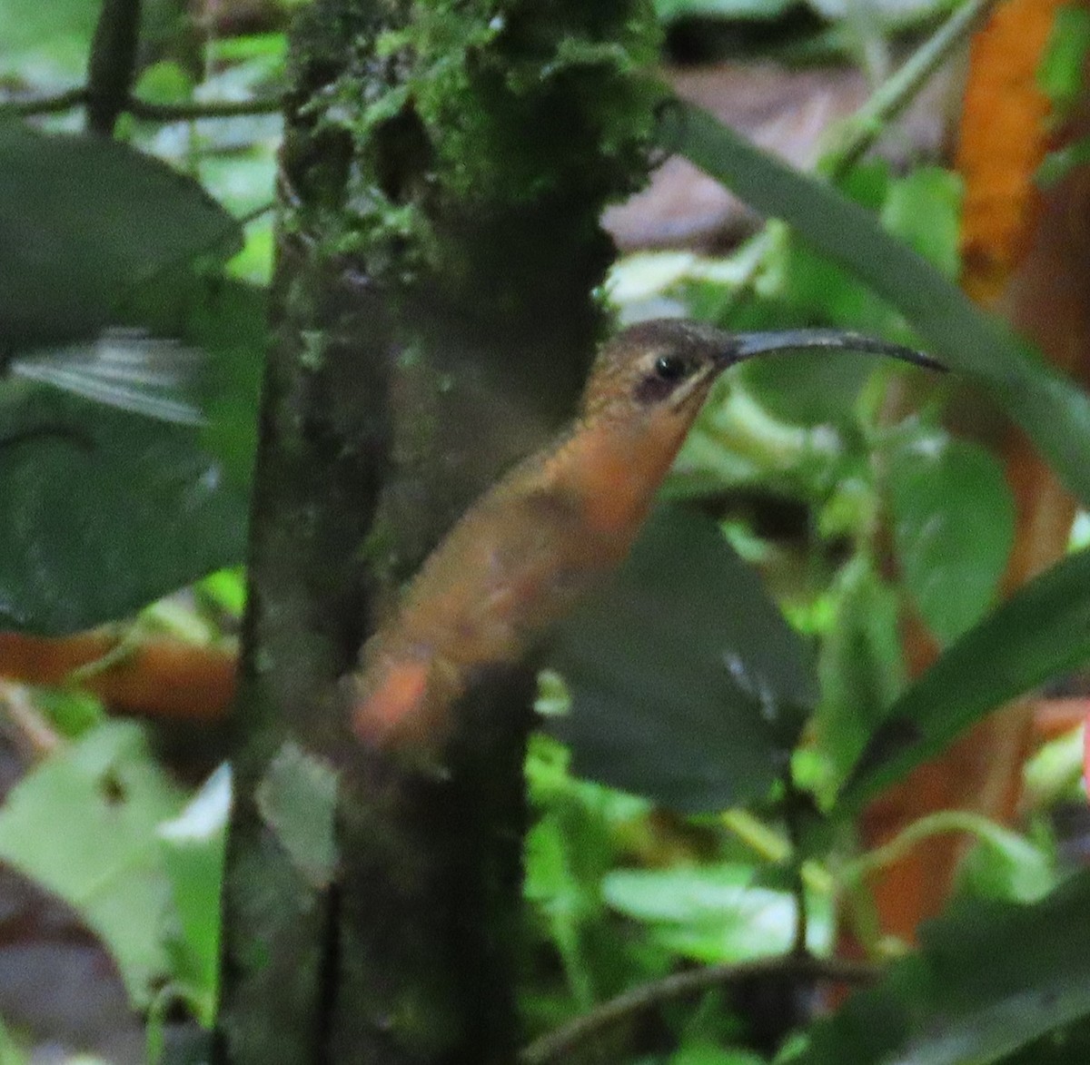 Bronzy Hermit - ML645952675