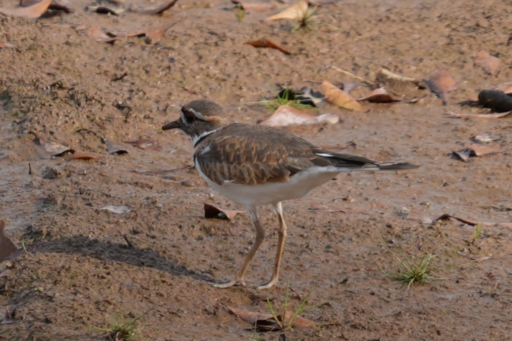 Killdeer - ML645952679